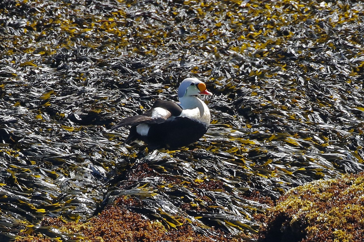 King Eider - ML164323971