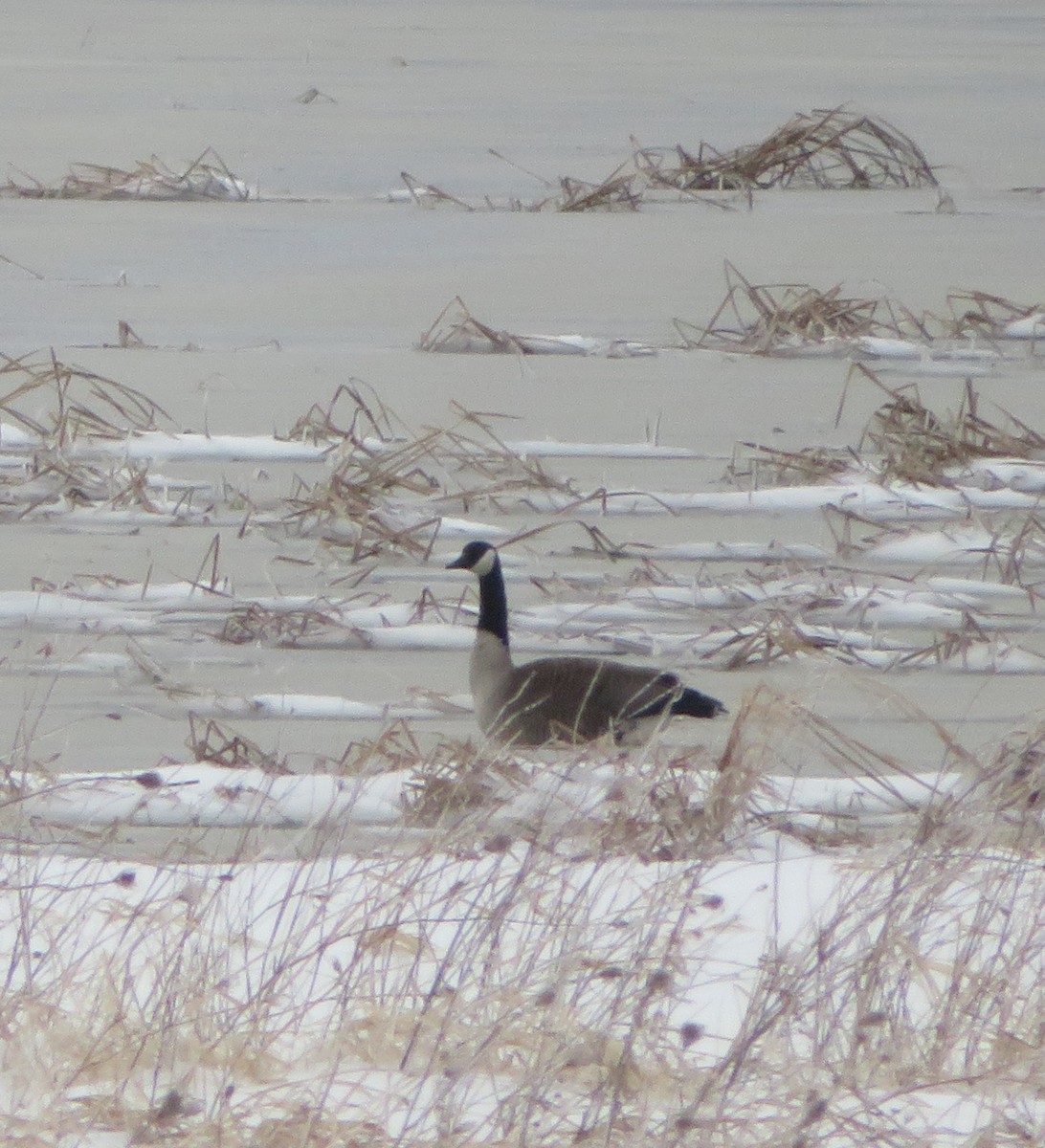 Canada Goose - ML164325011