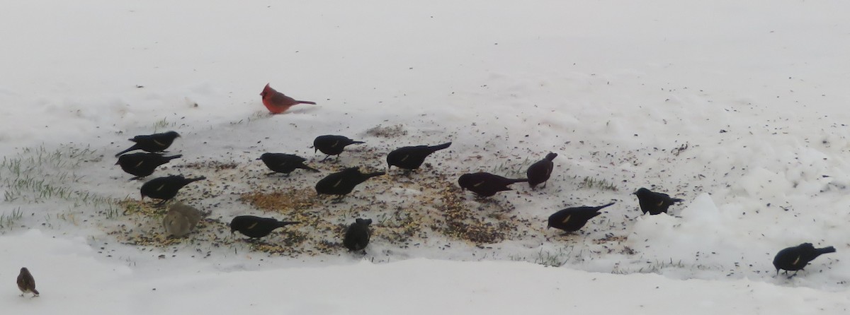 Red-winged Blackbird - ML164326221