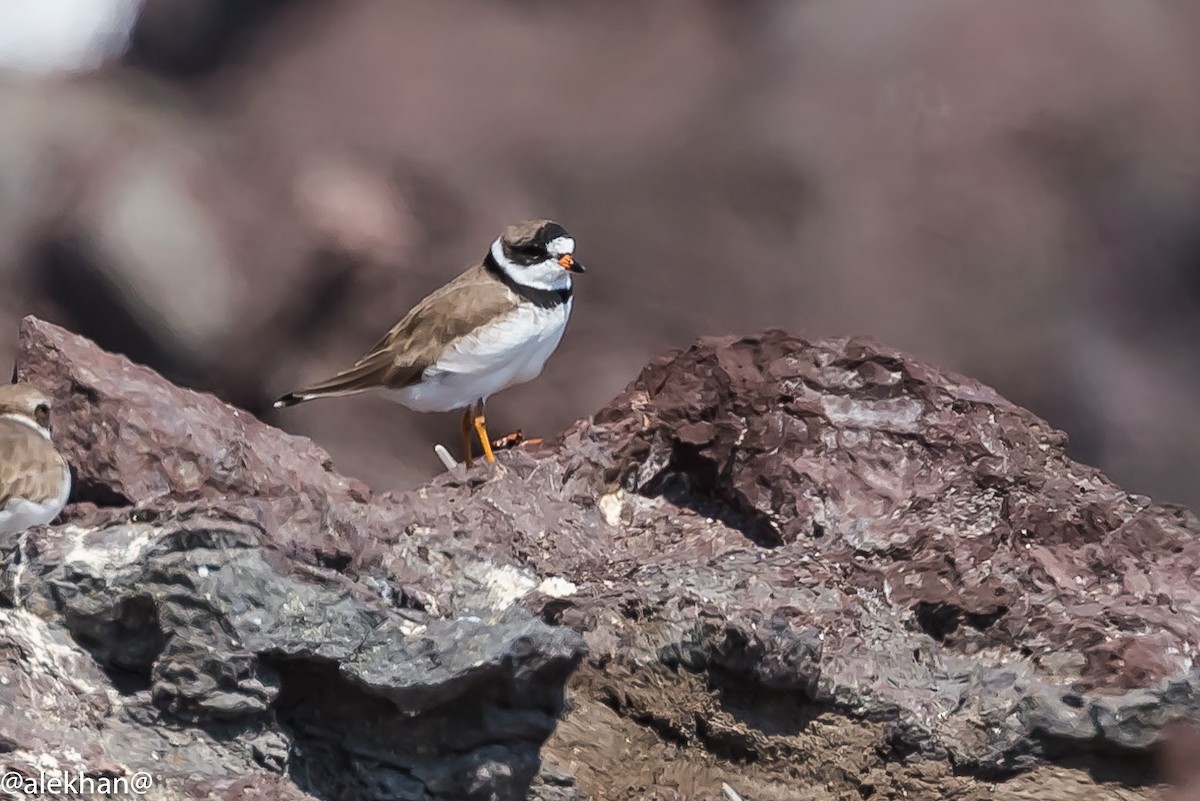 Semipalmated Plover - ML164326281