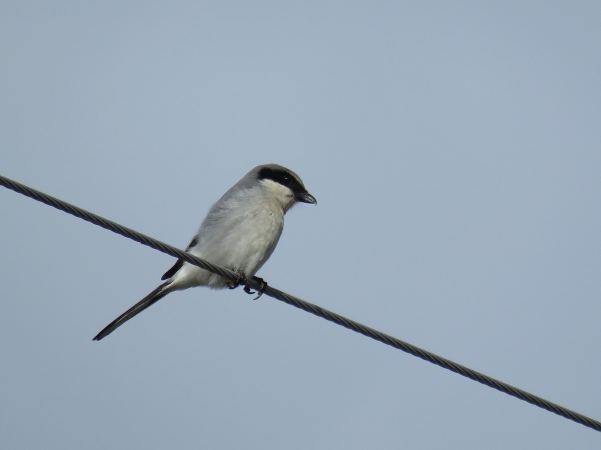 Loggerhead Shrike - ML164328241