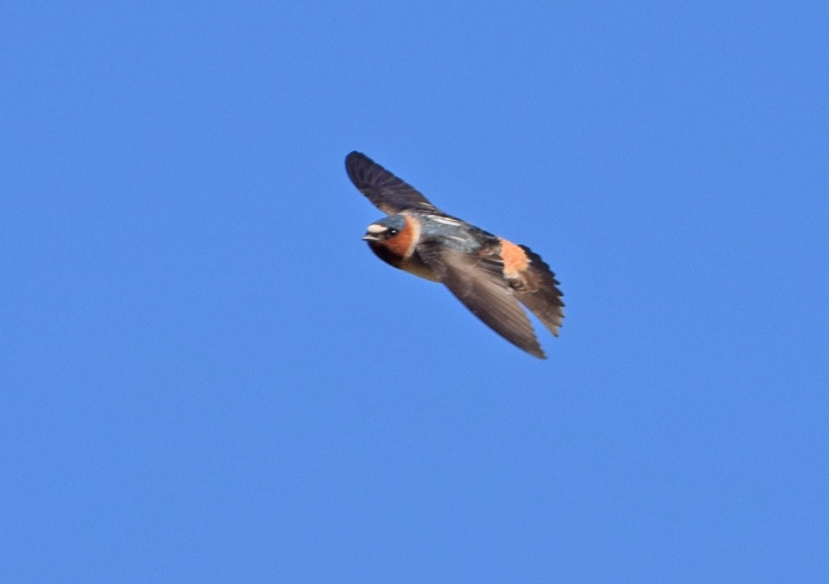 Cliff Swallow - ML164330131