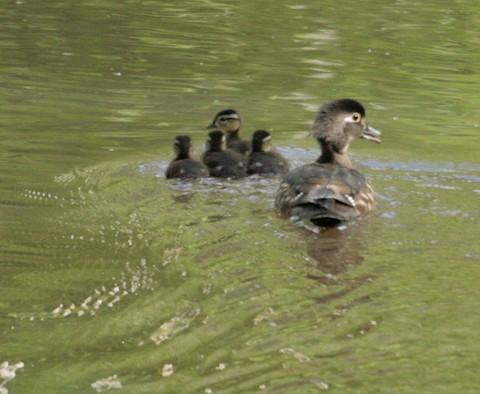 Wood Duck - ML164330191