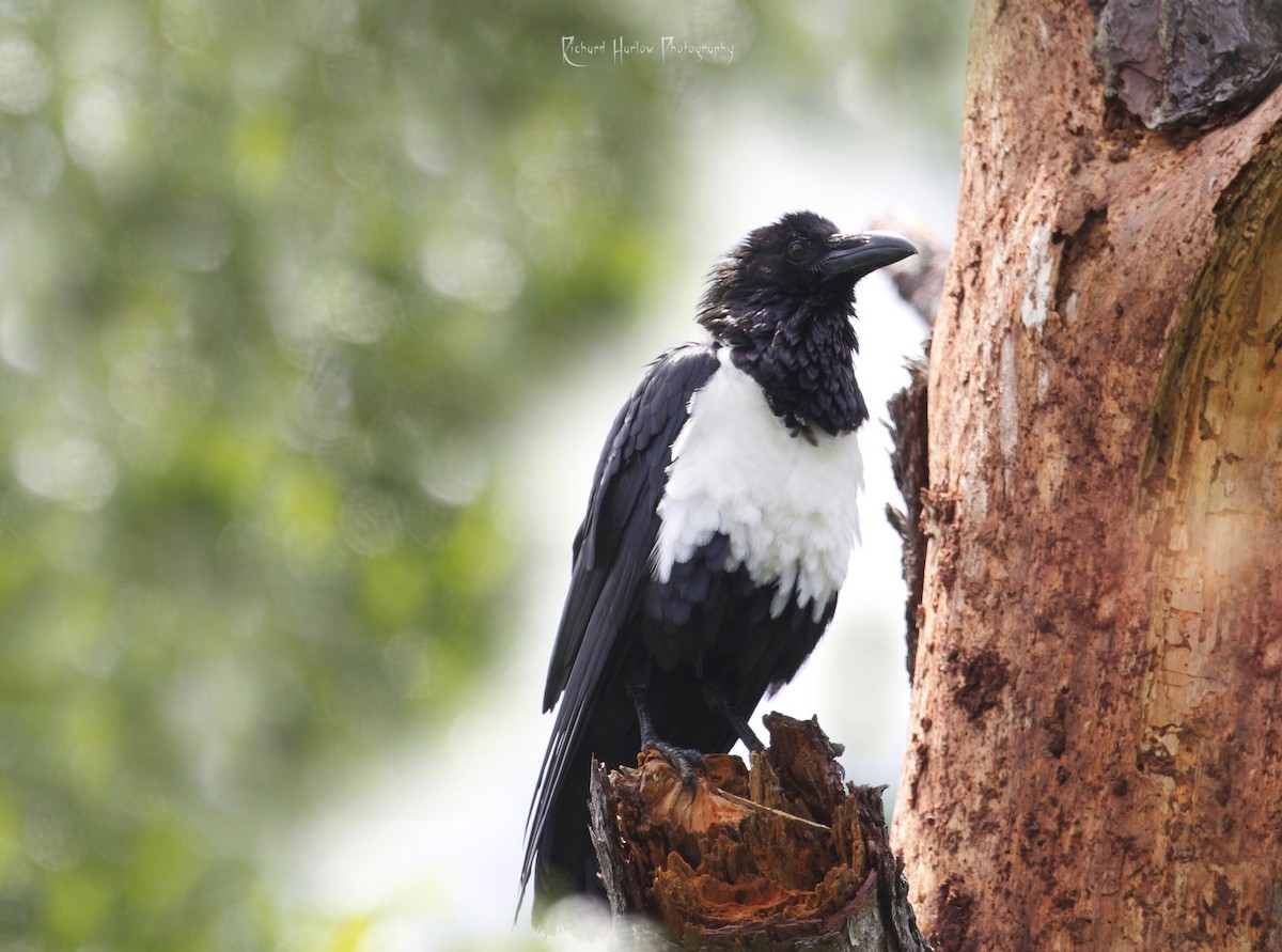 Corbeau pie - ML164330391