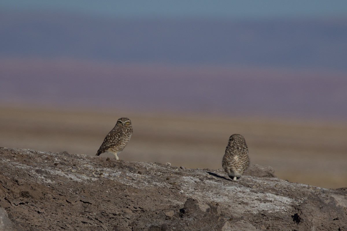 Burrowing Owl - Lindy Fung