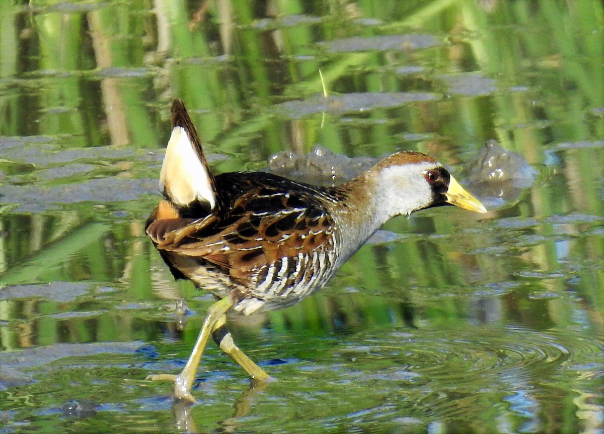 Polluela Sora - ML164336041