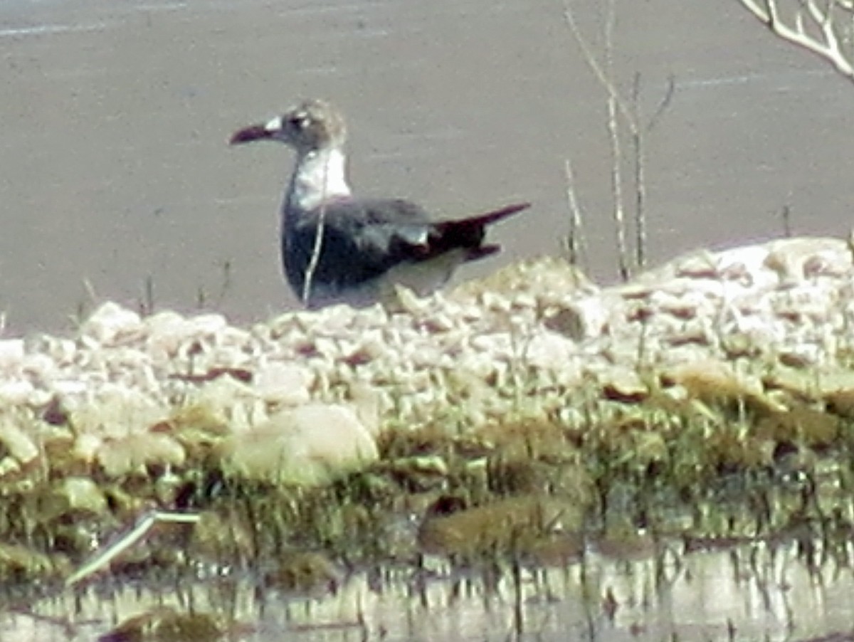 Laughing Gull - ML164336241