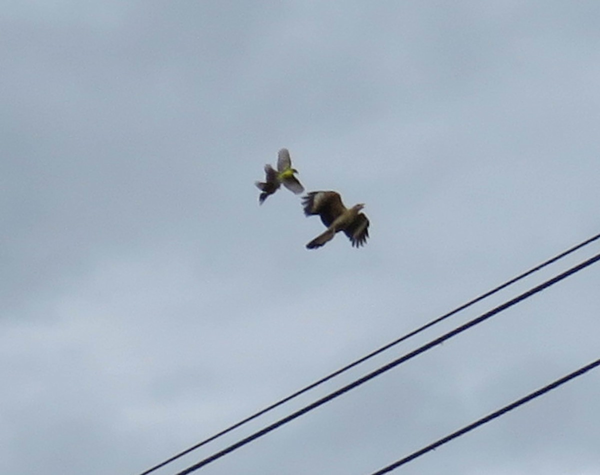 Yellow-headed Caracara - ML164337021