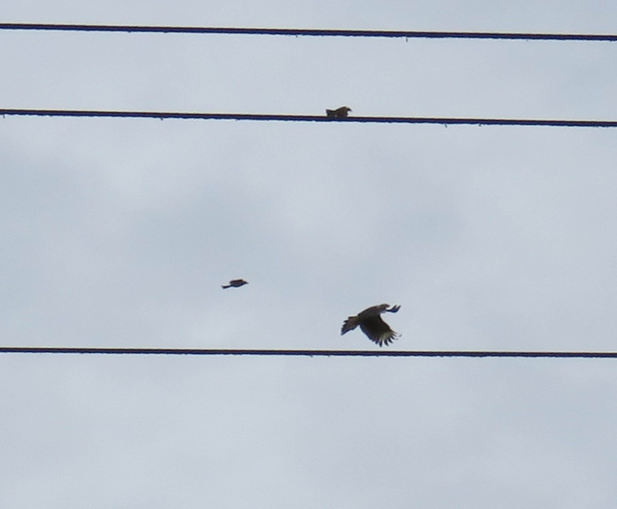 Yellow-headed Caracara - ML164337031