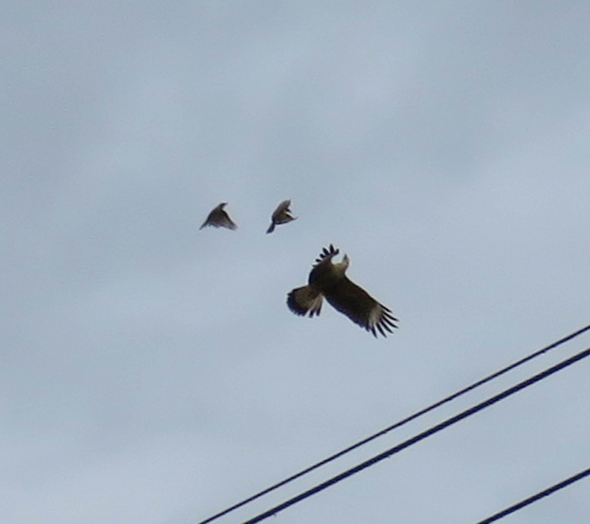 Caracara Chimachima - ML164337061