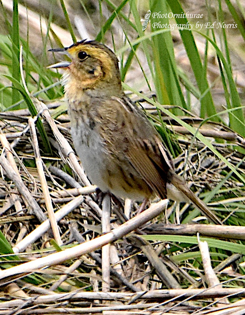 Nelson's Sparrow - Ed Norris