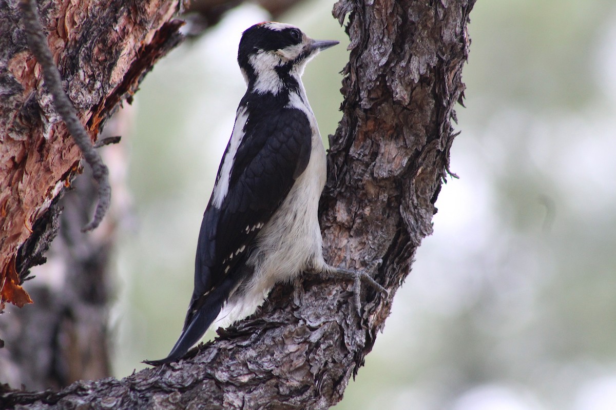 Hairy Woodpecker - ML164337561