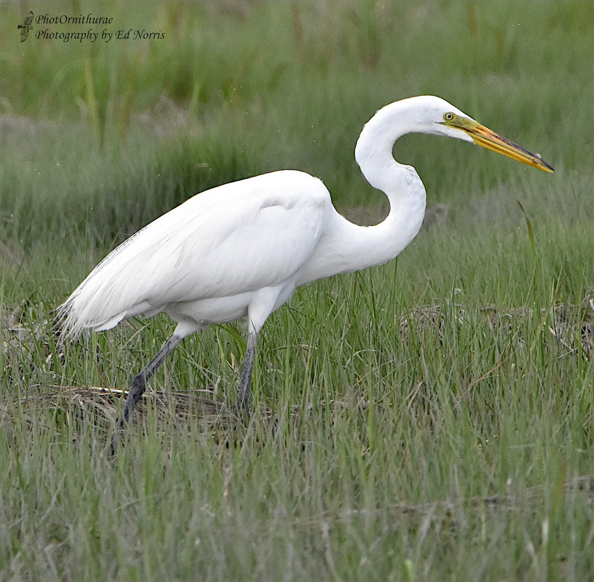 Great Egret - Ed Norris