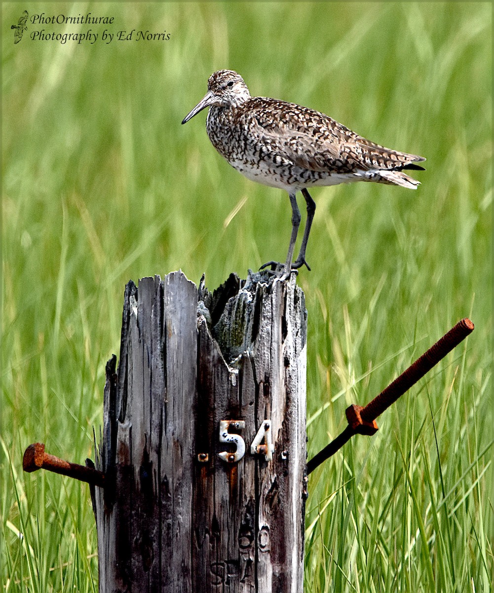 Willet - Ed Norris