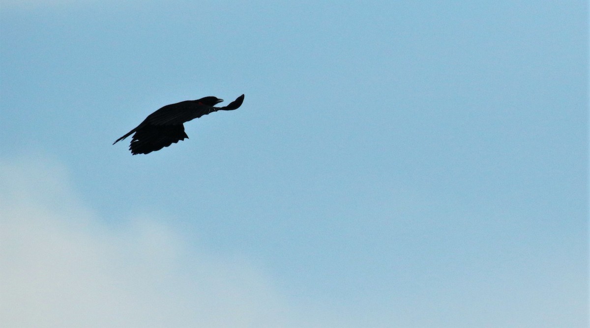 Red-ruffed Fruitcrow - ML164340221