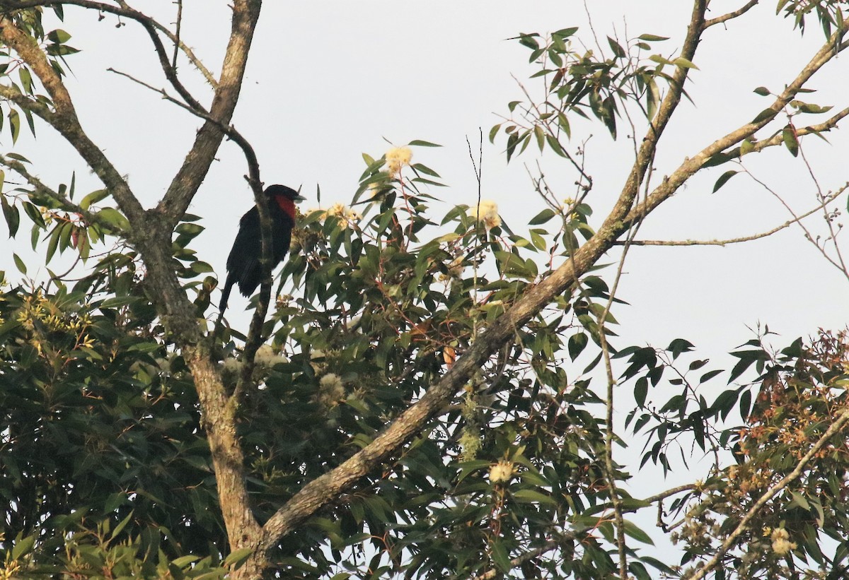 Red-ruffed Fruitcrow - ML164340231