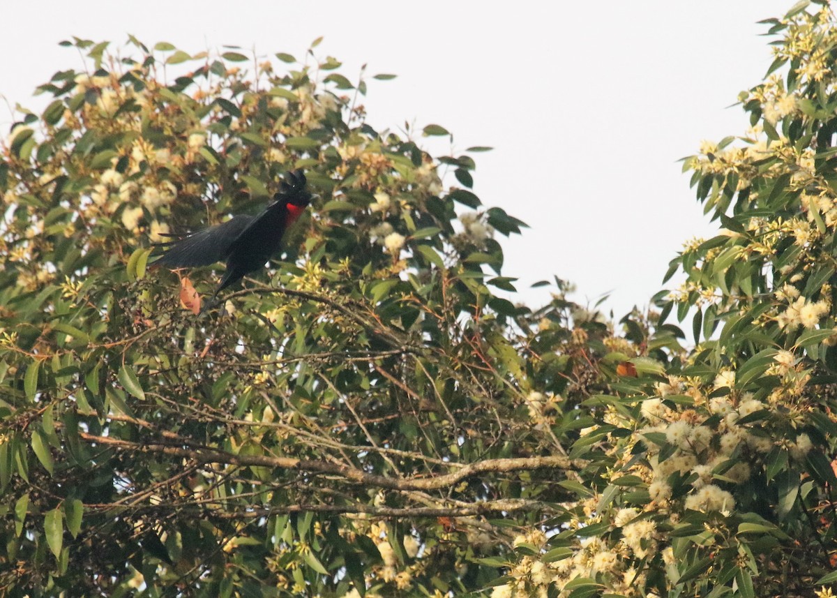 Red-ruffed Fruitcrow - ML164340241