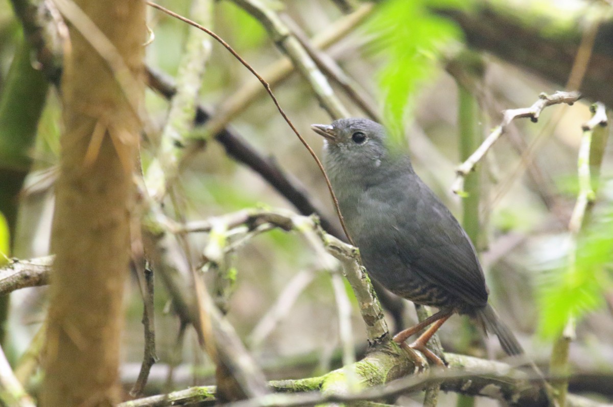 Planalto Tapaculo - Cláudio Jorge De Castro Filho