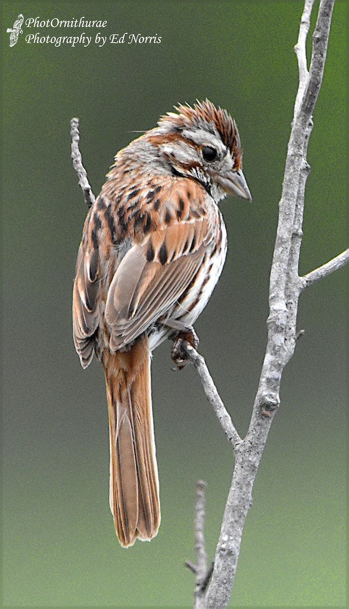 Song Sparrow - Ed Norris