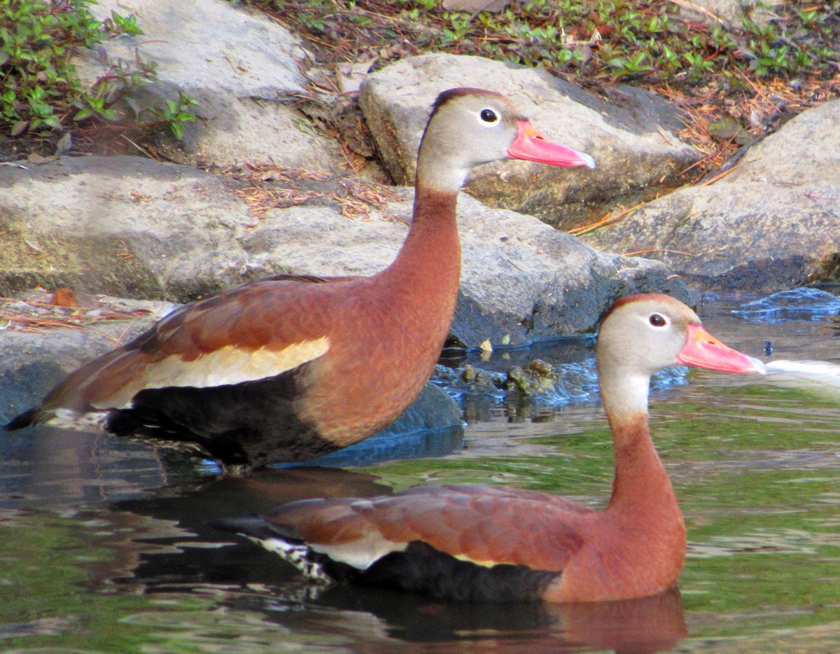 Black-bellied Whistling-Duck - ML164341911