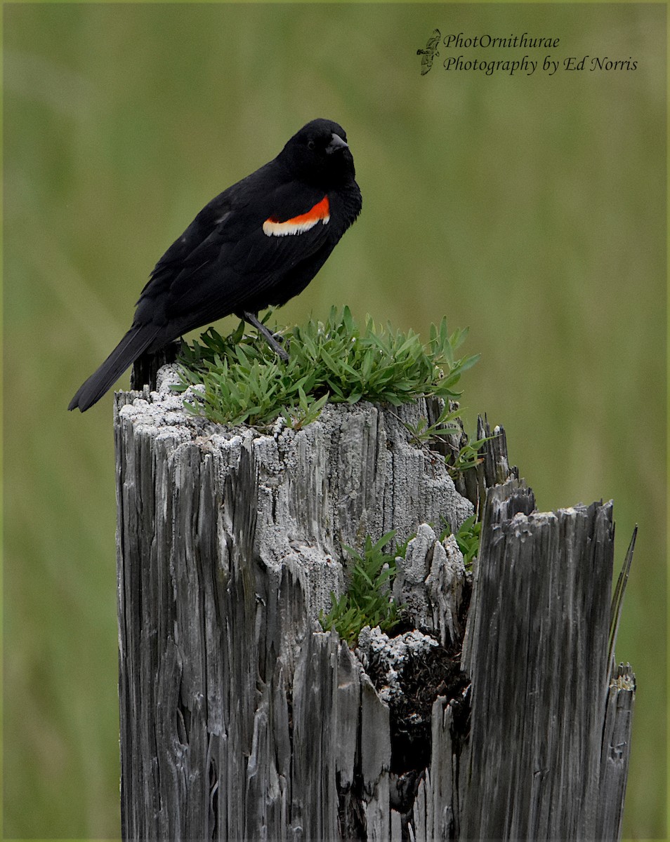 Red-winged Blackbird - Ed Norris