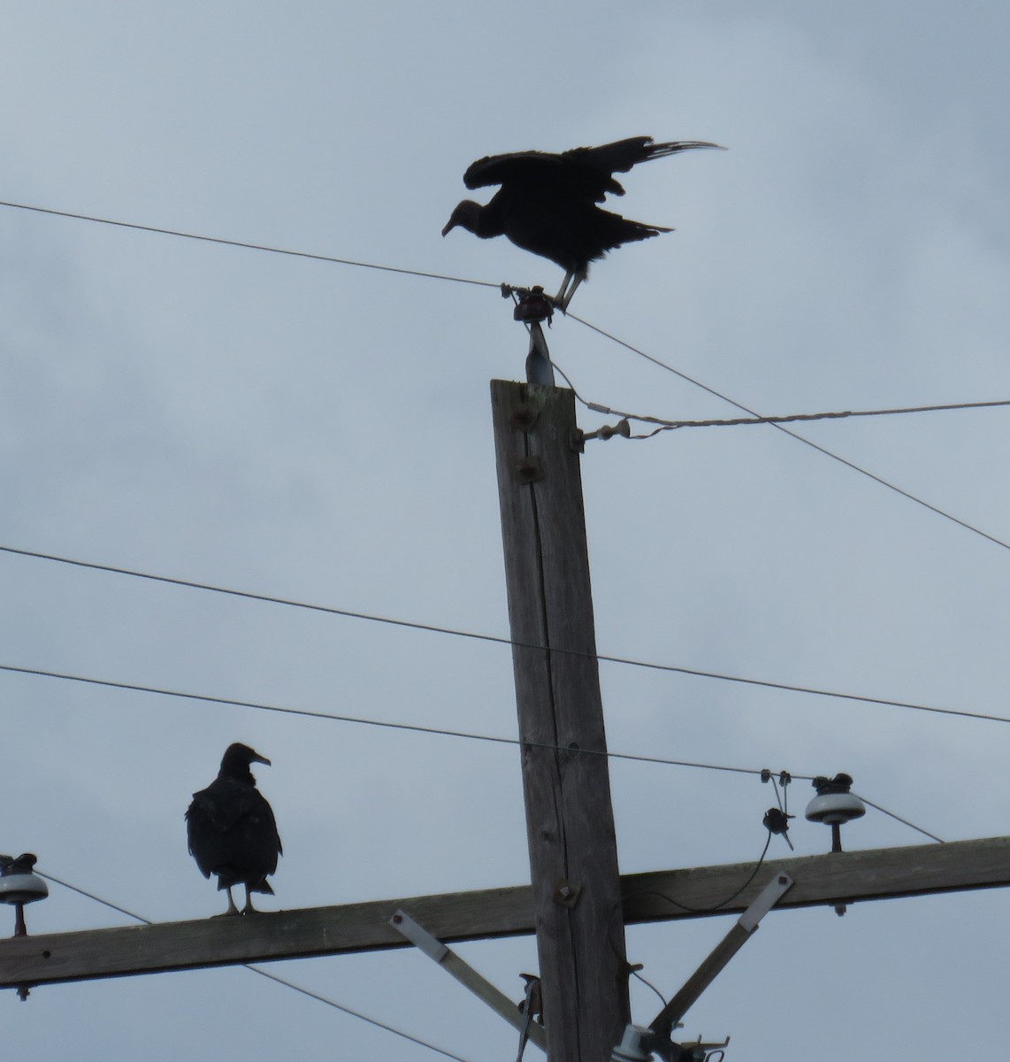Black Vulture - ML164343171