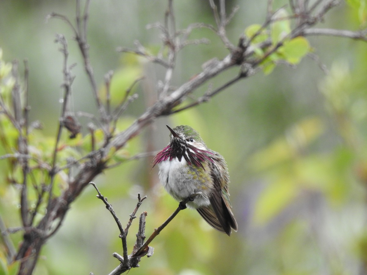 Calliope Hummingbird - ML164344461