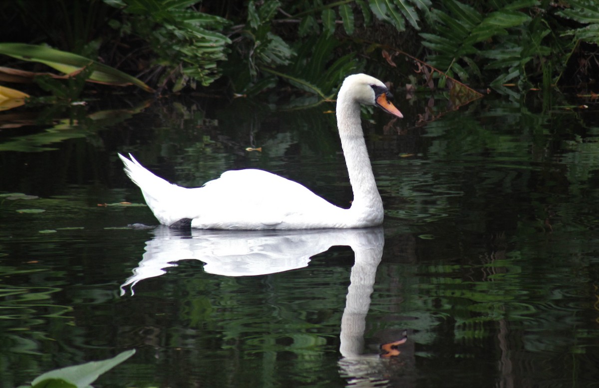 Mute Swan - MA 2