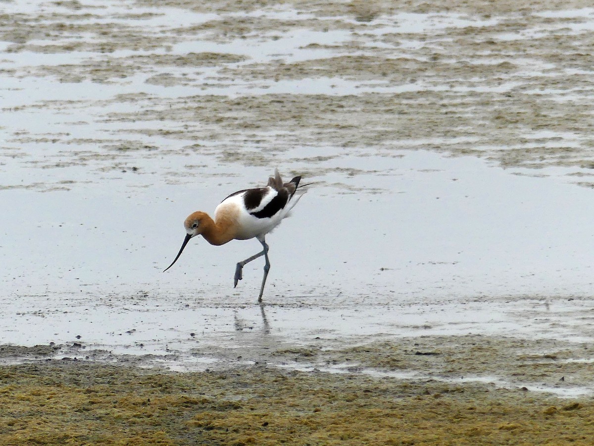 Avocette d'Amérique - ML164344871