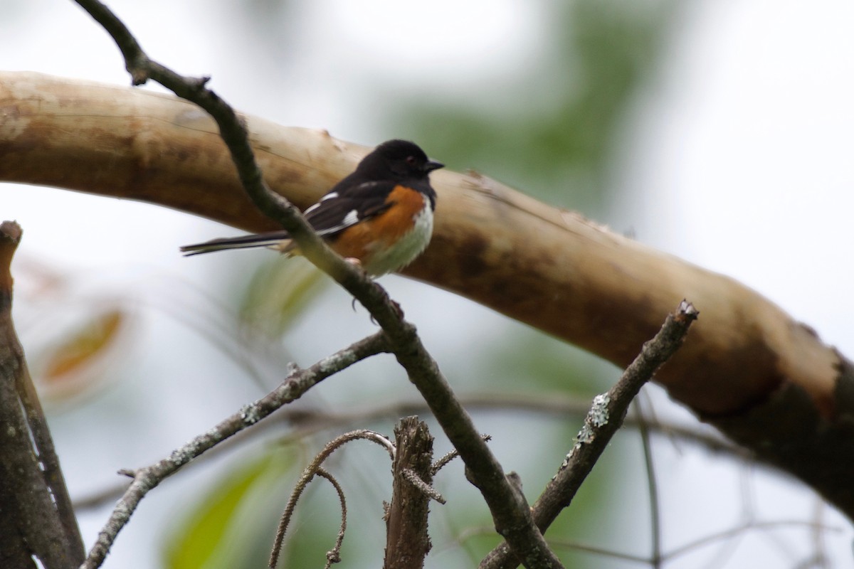 Eastern Towhee - ML164346801