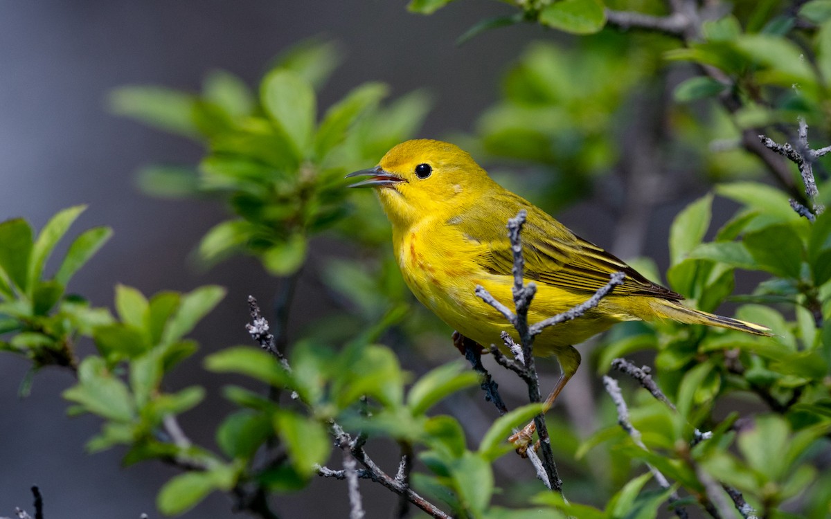 Yellow Warbler - Kyle Tansley
