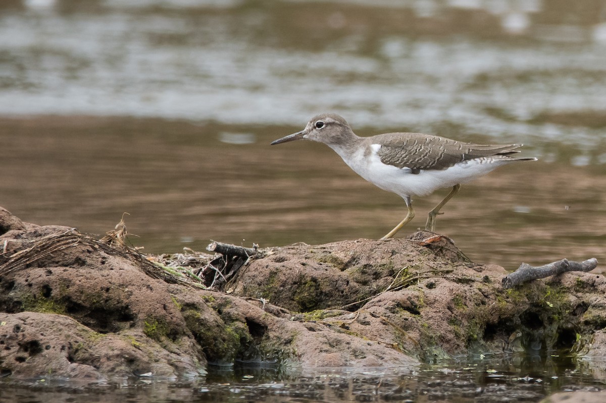 Spotted Sandpiper - ML164348381