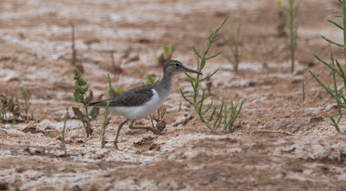 Spotted Sandpiper - Pablo Re