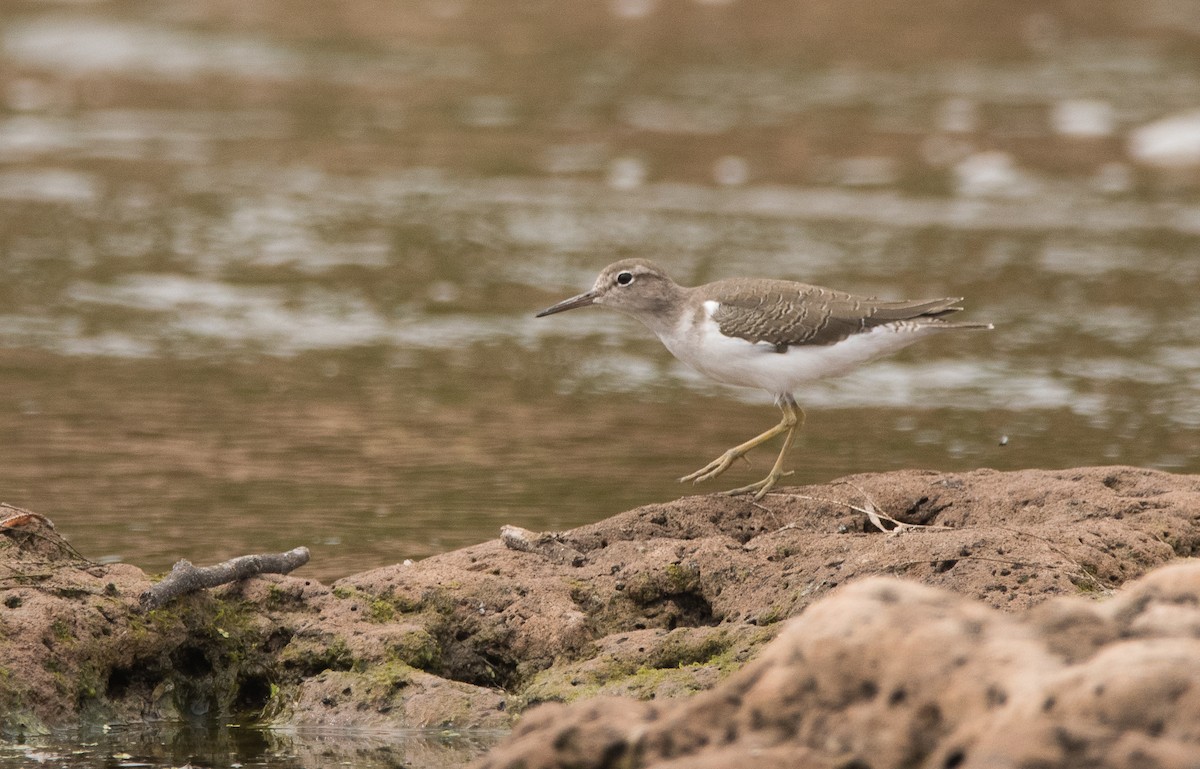 Spotted Sandpiper - ML164348441