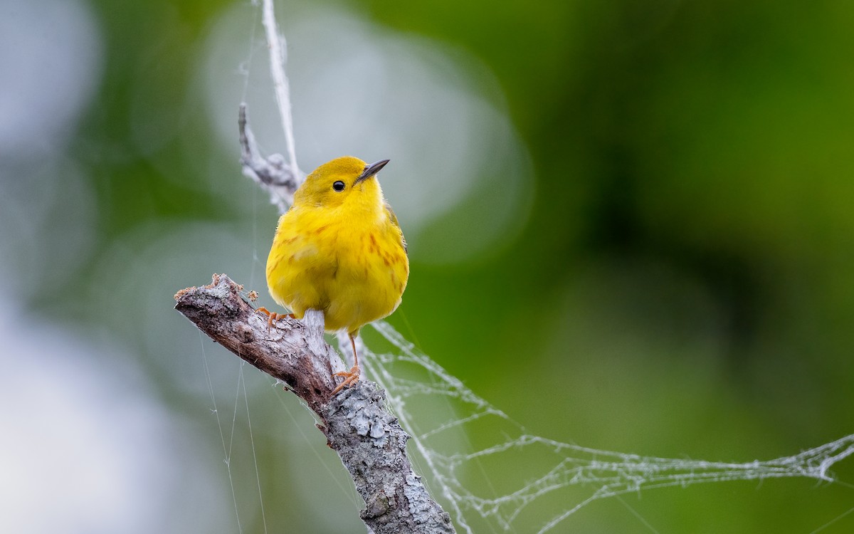 Yellow Warbler - Kyle Tansley
