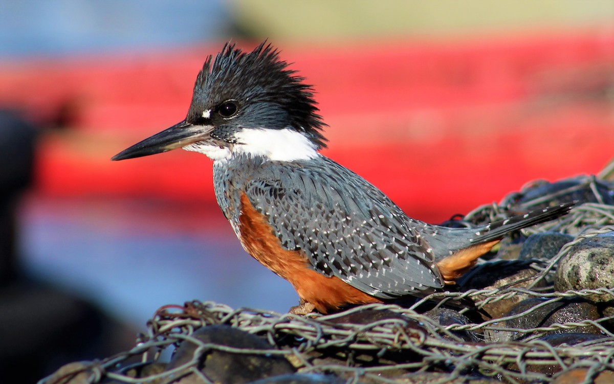 Ringed Kingfisher - Rodrigo Trecaman