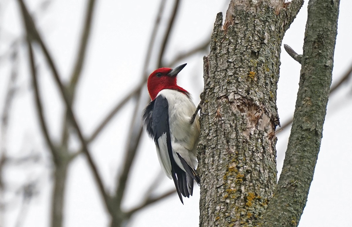 Red-headed Woodpecker - ML164357041