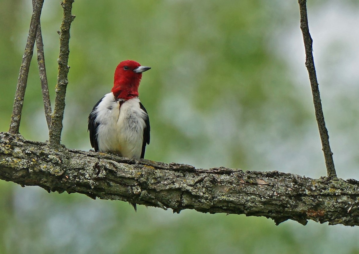 Red-headed Woodpecker - ML164357061