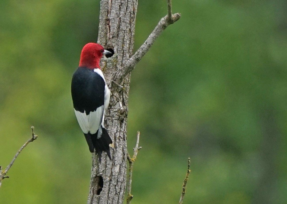 Red-headed Woodpecker - ML164357091