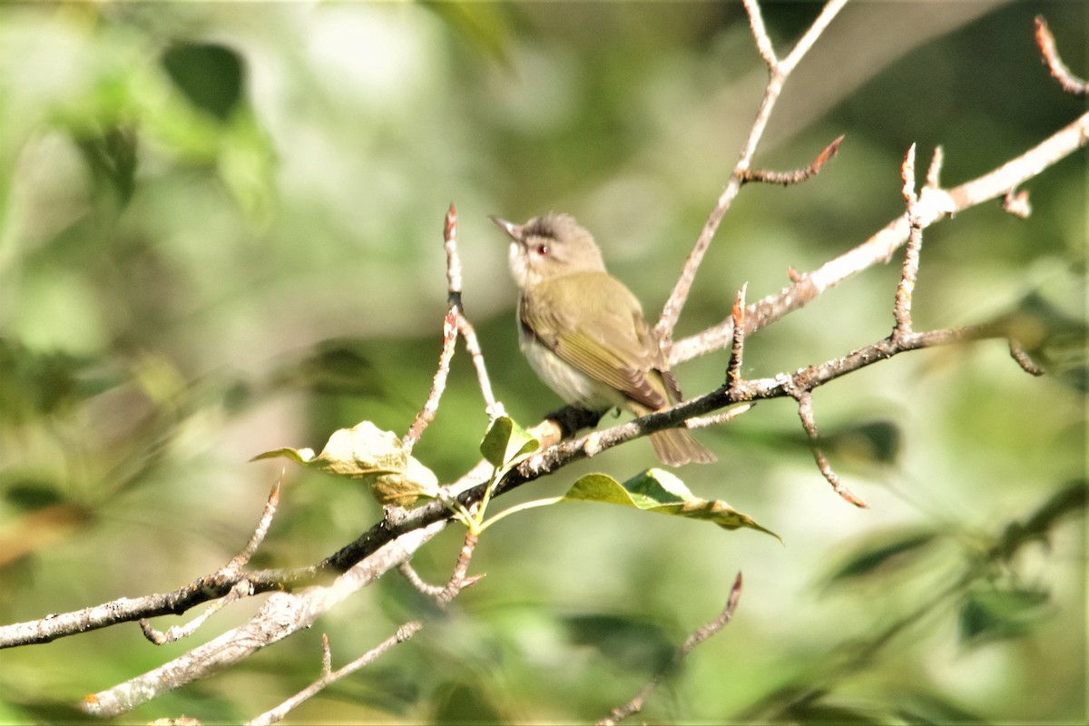 rødøyevireo - ML164358461