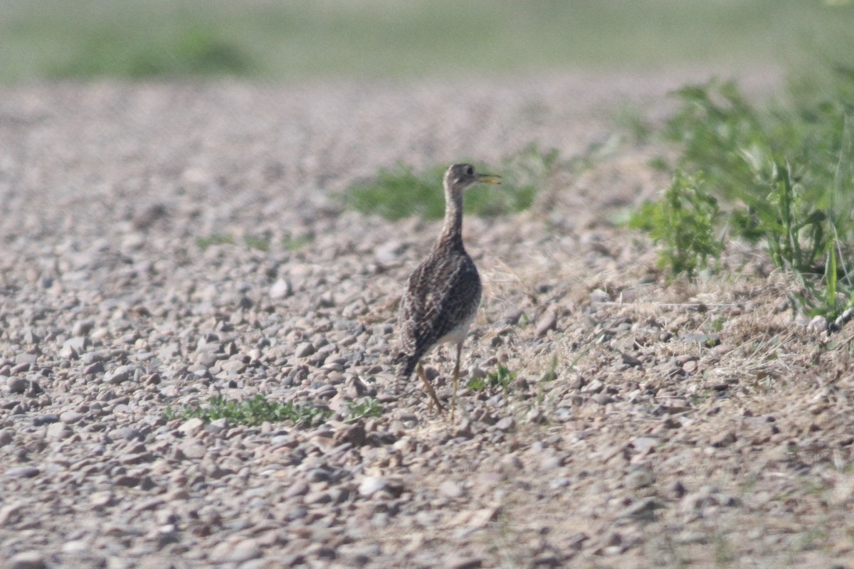 Upland Sandpiper - ML164359571