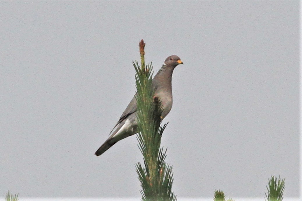 Band-tailed Pigeon - Kent Forward