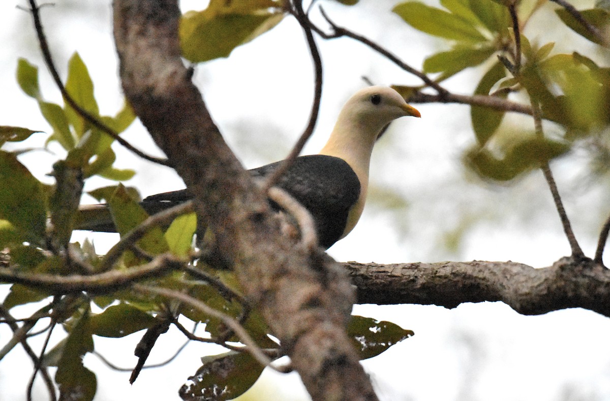 Black-banded Fruit-Dove - Jason Vassallo