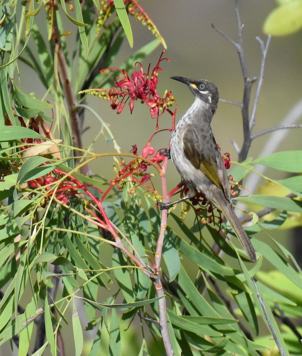 White-lined Honeyeater - Jason Vassallo