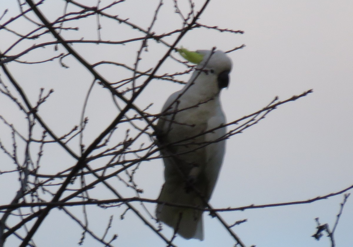 Sulphur-crested Cockatoo - Russell Cannings
