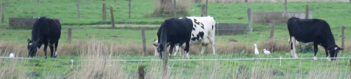 Eastern Cattle-Egret - ML164365311