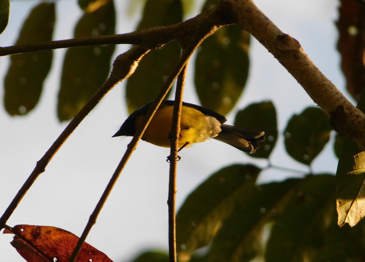 Slate-throated Redstart - ML164365931