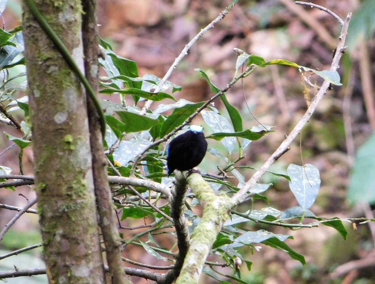 Cerulean-capped Manakin - ML164366221