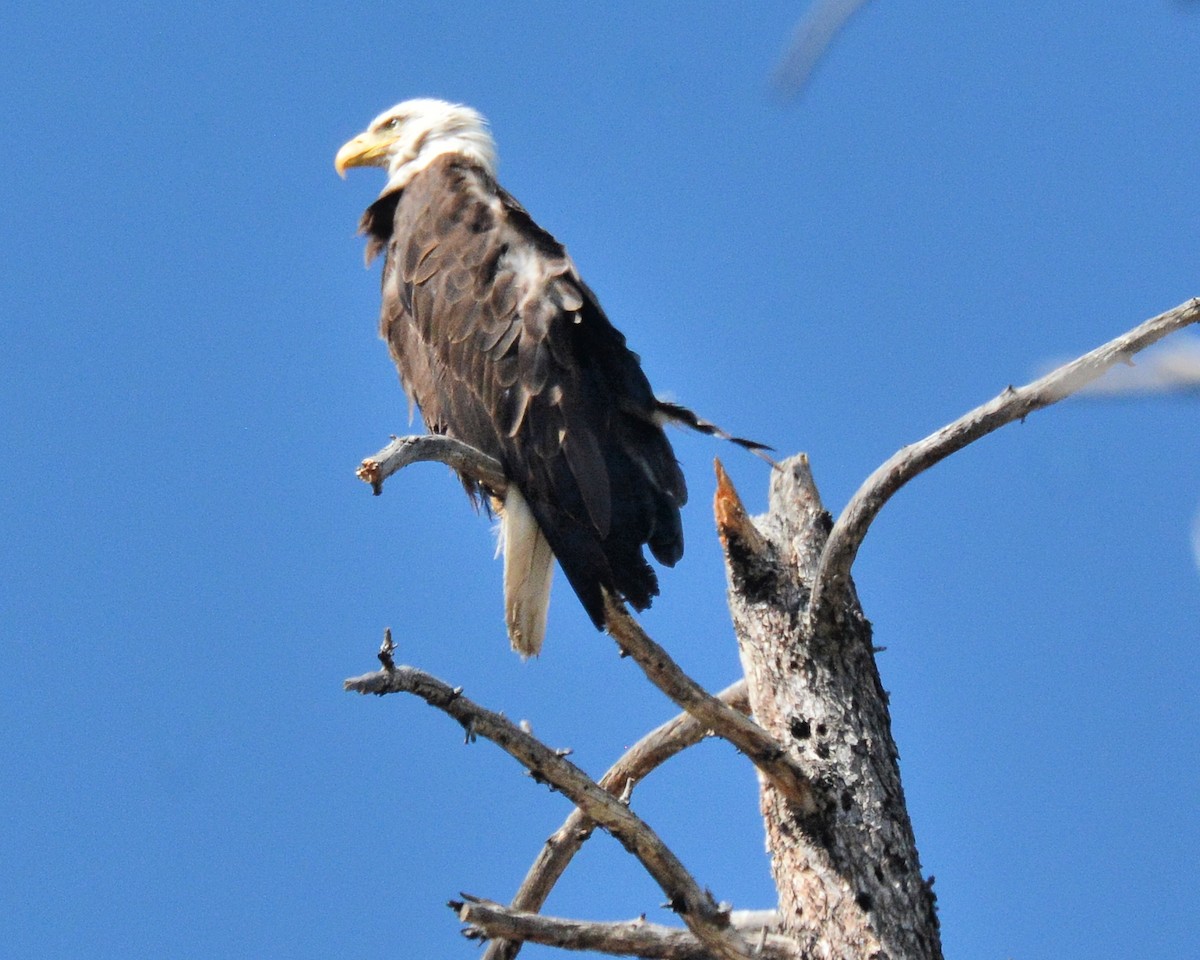 Weißkopf-Seeadler - ML164366451