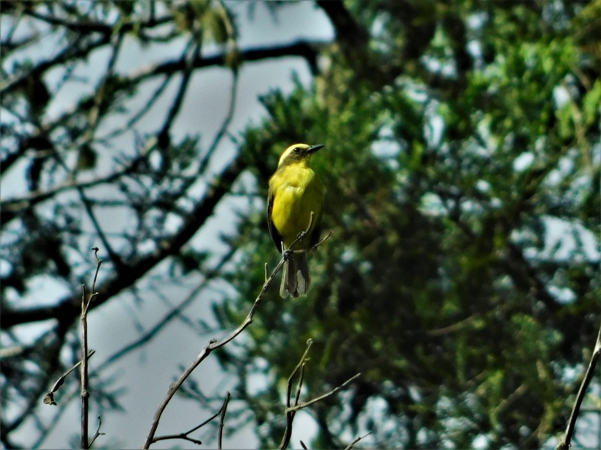 Lemon-browed Flycatcher - Nicolás Bejarano